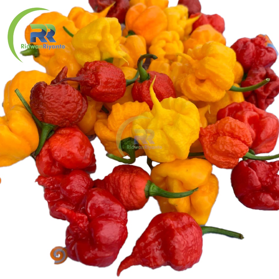 Paket 4a Biji Cabe Carolina Reaper Cabai Terpedas di Dunia Nomor 1 versi The Guinness World Record Benih Tanaman