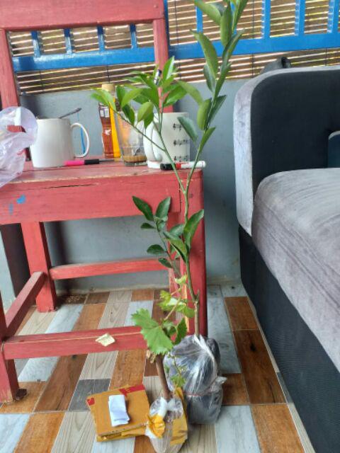 Bibit Anggur Lokal Yellow Belgie