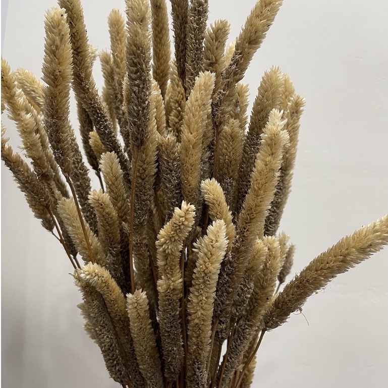 (10pcs) Dried Flower phalaris lavender lagurus bunny wheat gandum tanaman asli Bunga Kering