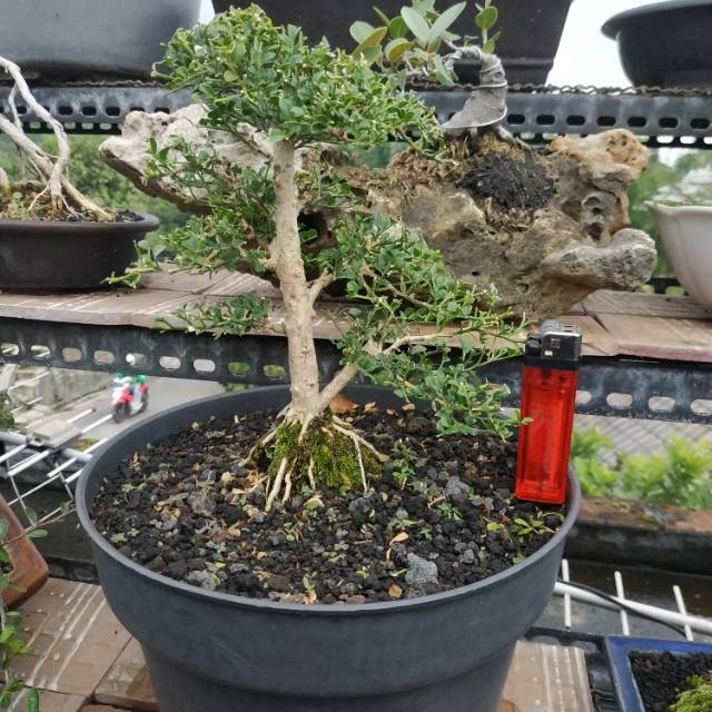 Bahan Bonsai Kemuning Super Micro