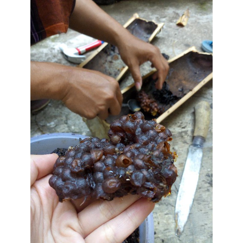 

madu klanceng