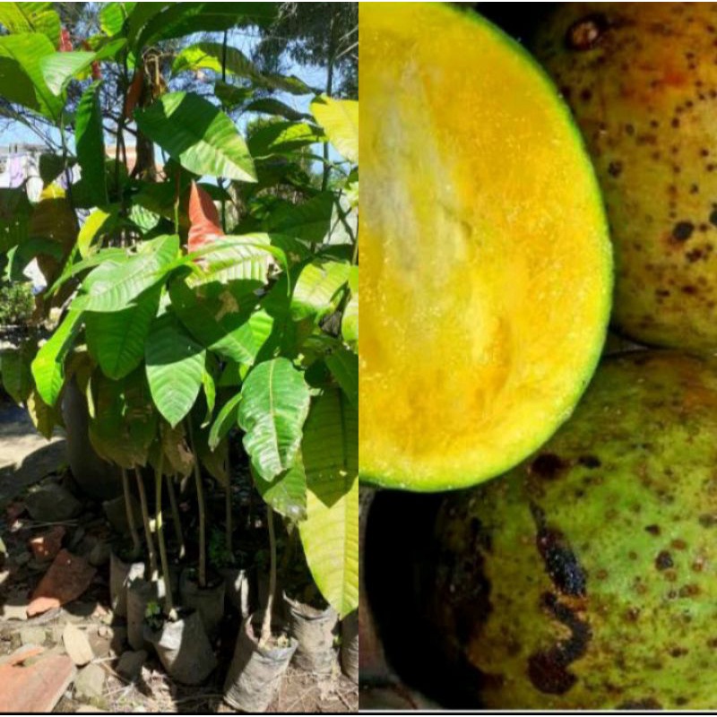 bibit buah limus/buah mangga bacang langka