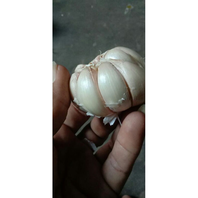 

Bawang Putih Bersih