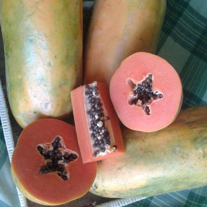 Benih Pepaya Merah Delima