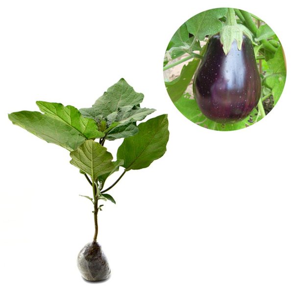 Bibit Tanaman Terong Ungu / Sayur Terong Ungu