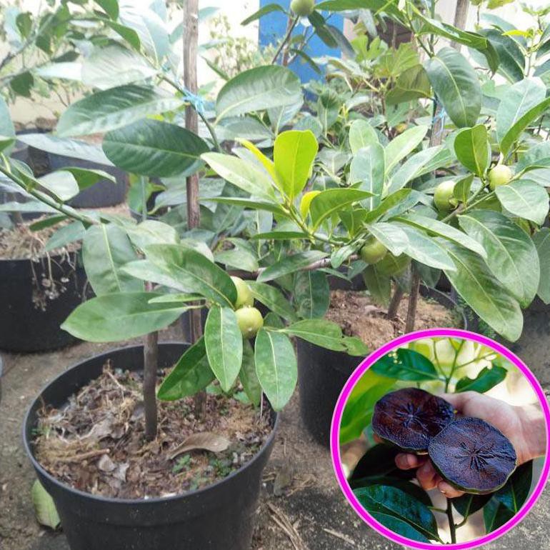 Benih Bibit Bibit Tanaman Buah Sawo Hitam (Black Sapote Okulasi) <1^ Sabang