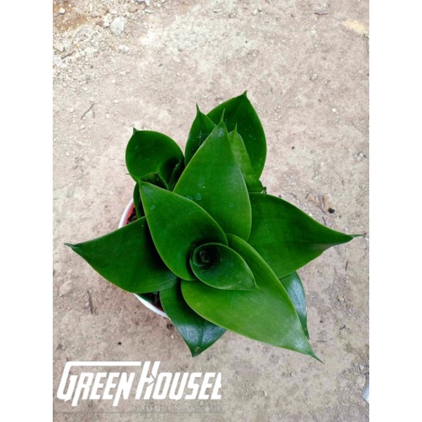 TANAMAN HIAS SANSEVIERIA BLACK DRAGON TERMURAH