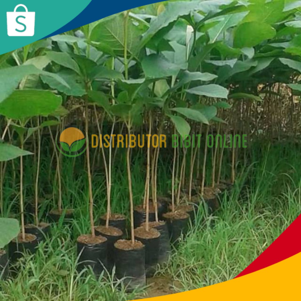 Bibit Tanaman pohon jati emas