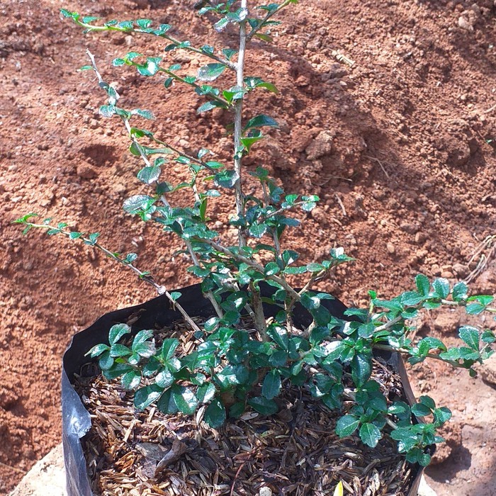 Bibit Bonsai  Hokianti Micro