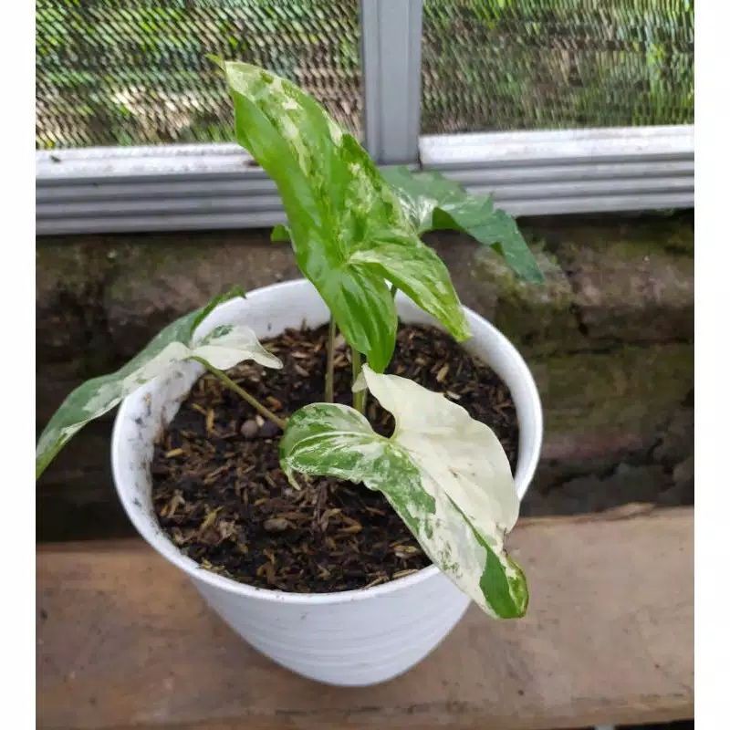 pohon syngonium varigata/ syngonium albo varigata hiad