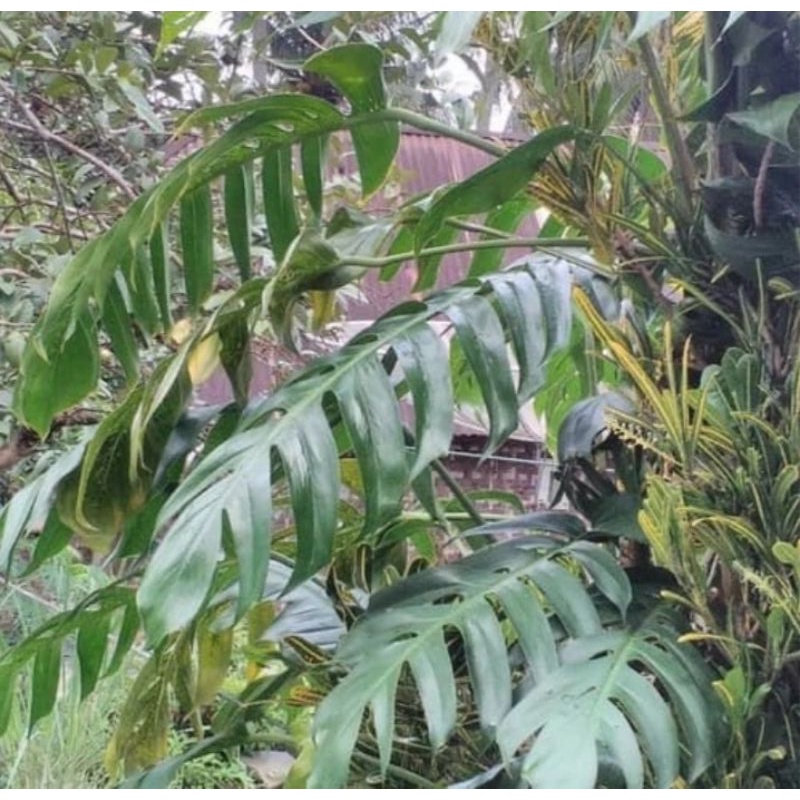 

Daun Ekor Naga 100gram