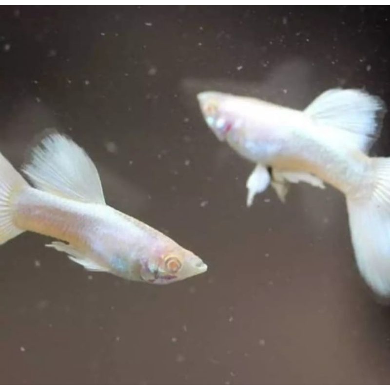 albino full platinum