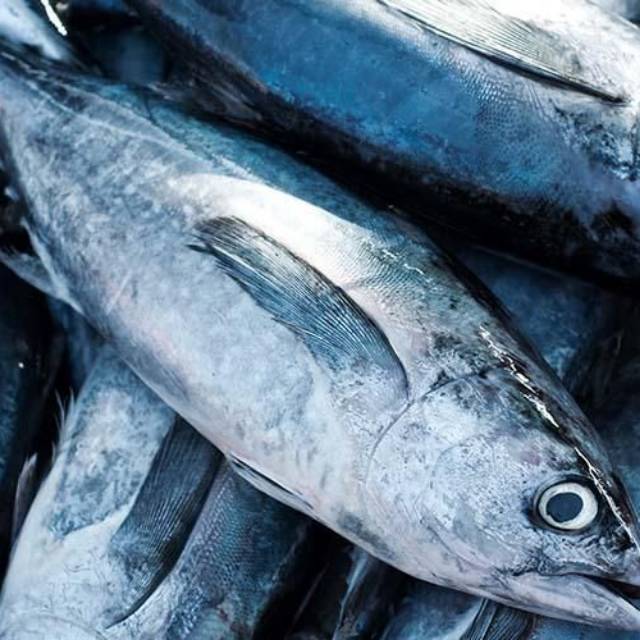 

Ikan tongkol abu abu,, (tuna) perkg 38000