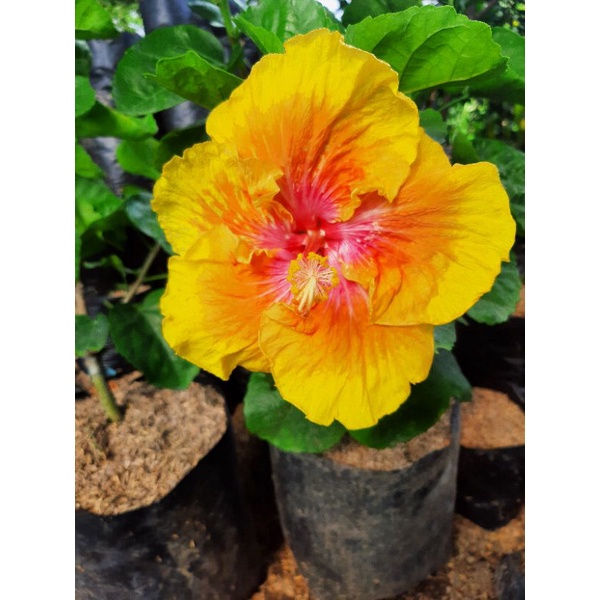 Tanaman Bunga Sepatu Import Berbunga (Hibiscus)