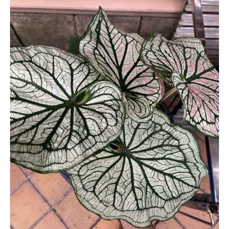 Caladium Archarach Thailand Series