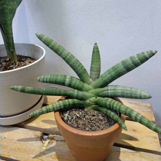 Sansevieria Cylindrica Boncel / Sansevieria / Sanseveria