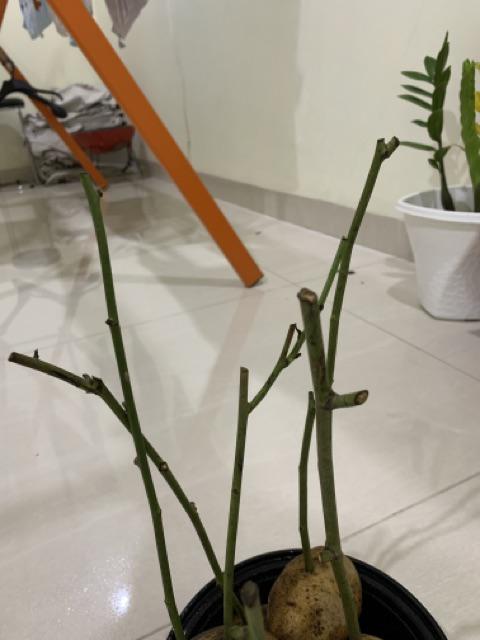 Bilah Bambu Belahan Bambu Media Tanam P 30 Cm L 1 Cm