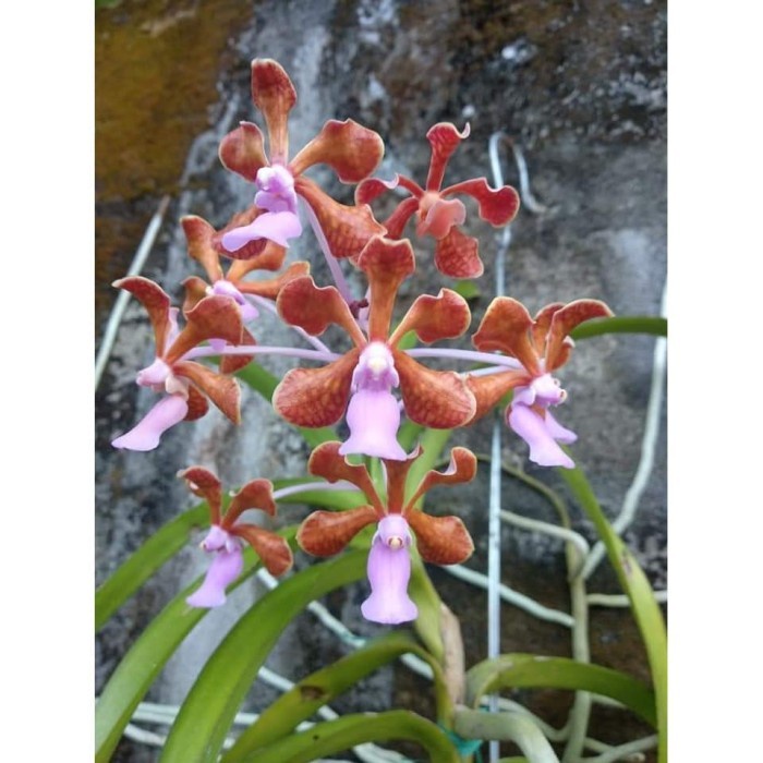 Vanda Limbata
