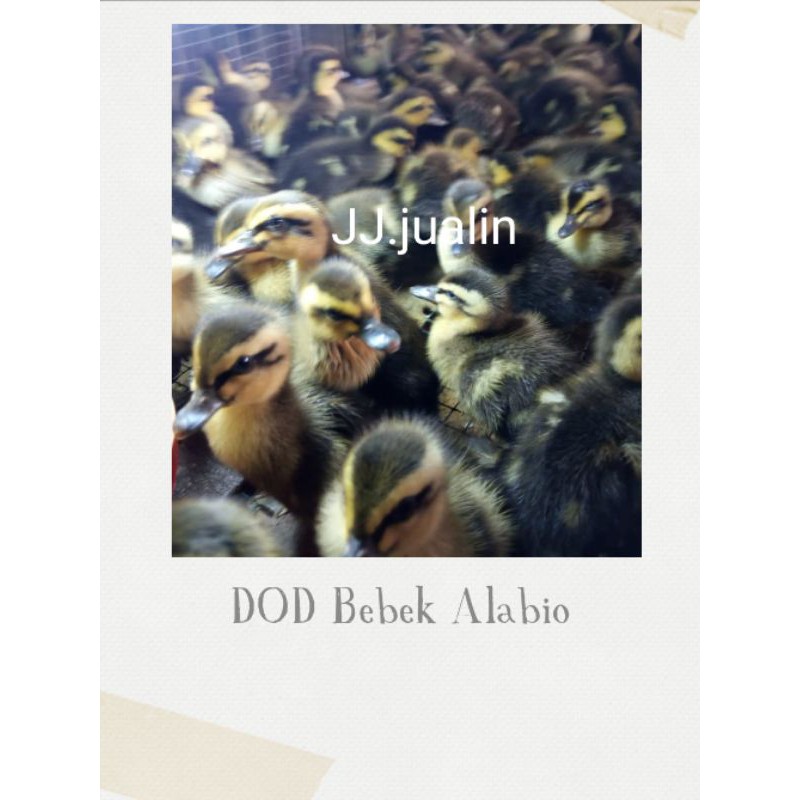 Bebek Raja - Bibit Bebek Alabio - Alabio jantan - dod alabio