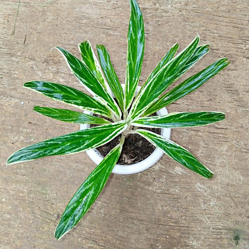 Aglaonema Bambu