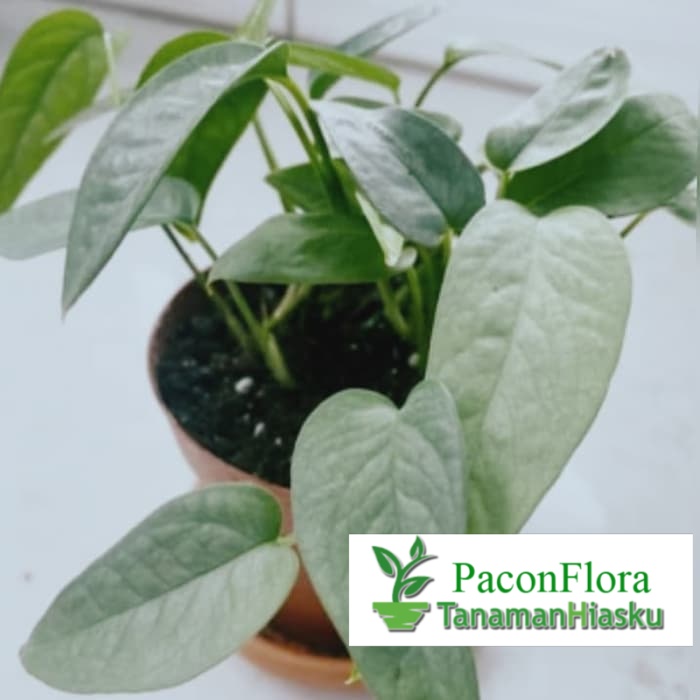 tanaman hias philodendron cebu blue - philo cebu blue