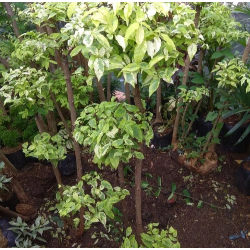 Pohon hias anting putri