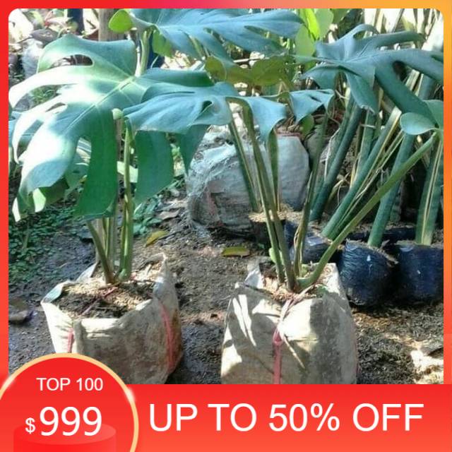Tanaman hias monstera king/monstera king