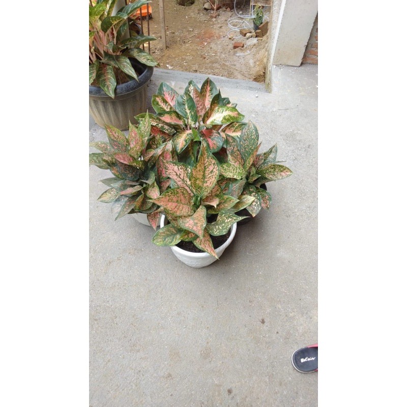 paket 2 rumpunan aglonema Venus