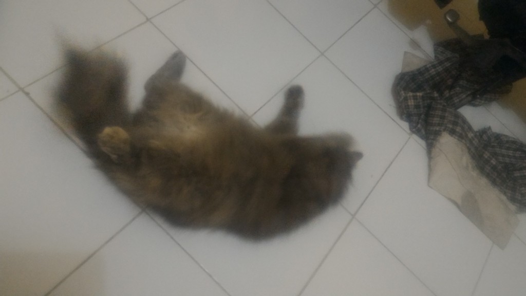 Budikdamber Khusus Grab Dan Gojek Type A