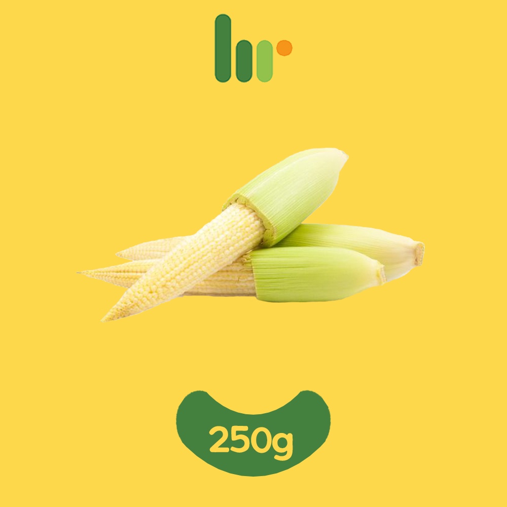 

Jagung Muda Putren