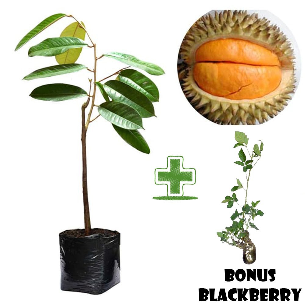 Tanaman Buah Durian Simas BONUS Bibit Blackberry