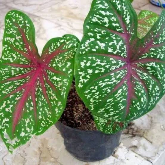 Keladi bintik merah putih/caladium