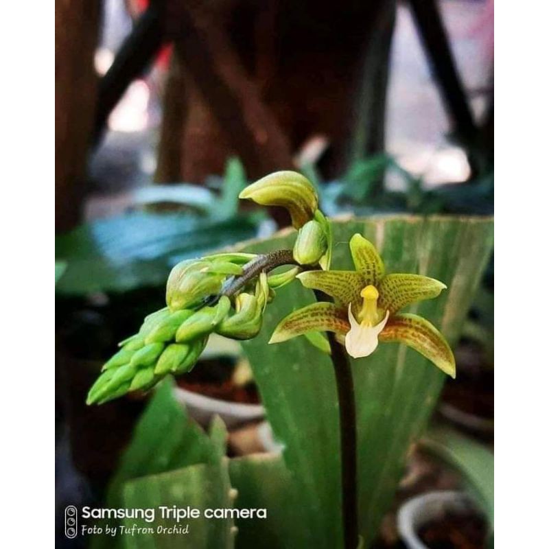 anggrek tanah chrysoglossum ornatum