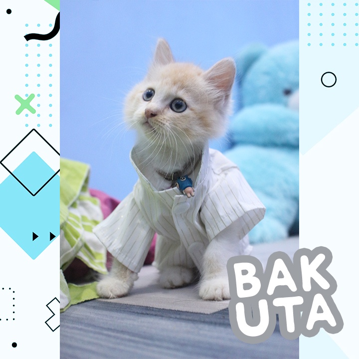 Bakuta - Baju Koko Kucing Lebaran Terlaris Sepanjang Massa / Baju kucing Harga Spesial Size S-XL