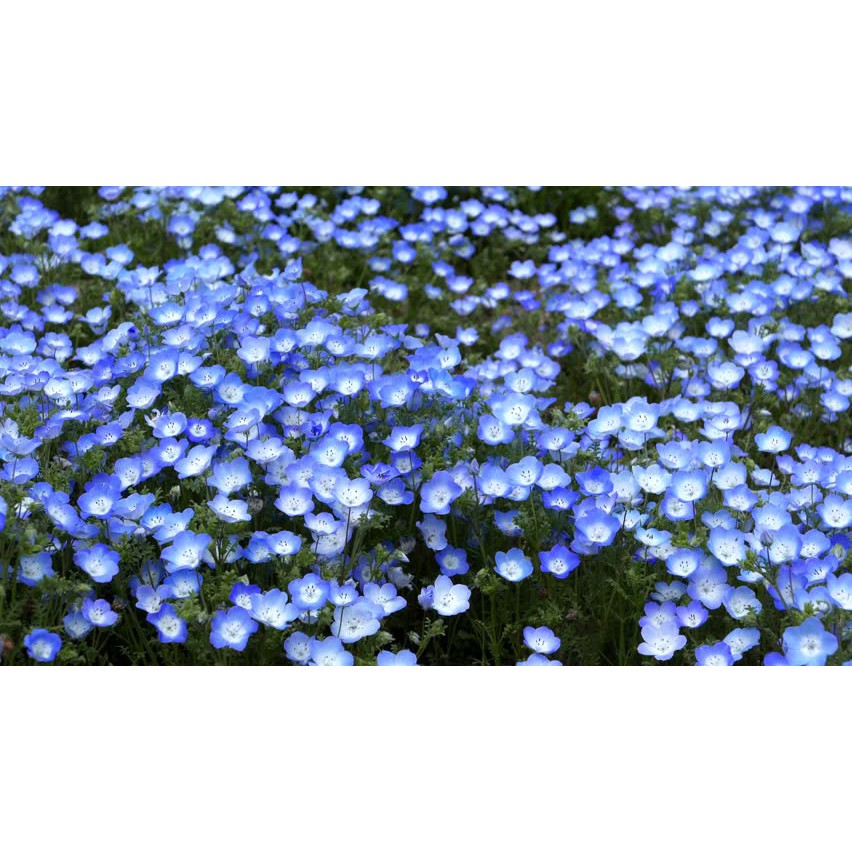 Benih Bibit Biji - Bunga Nemophila Baby Blue Eyes Flower Seeds - IMPORT