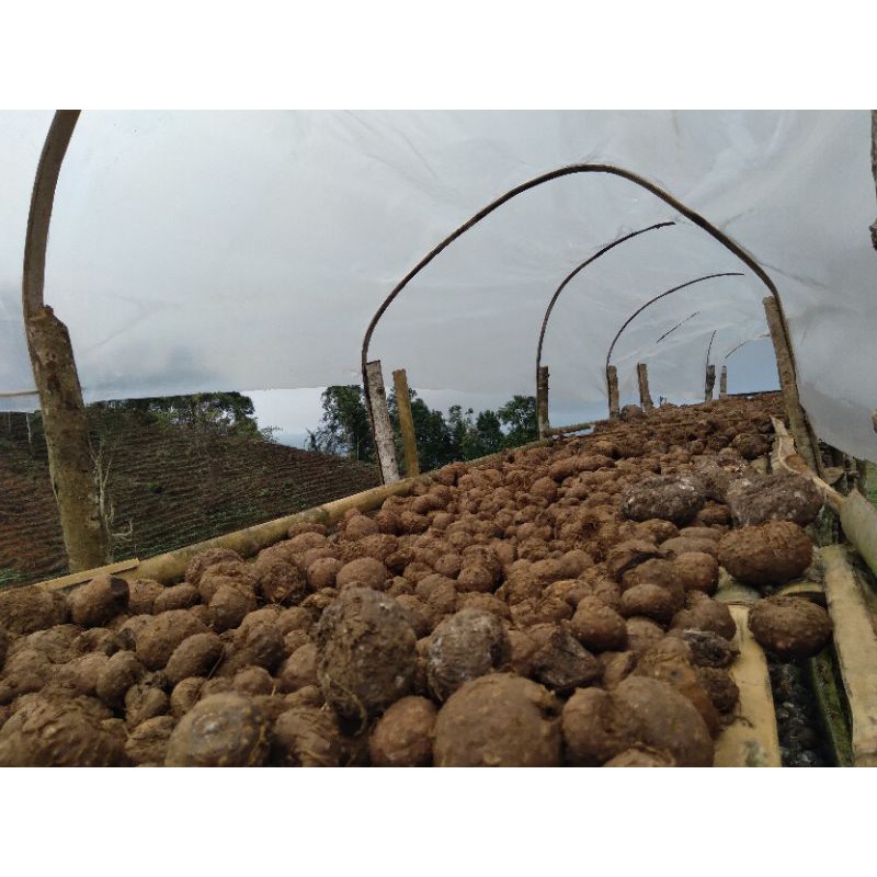 bibit porang 1 kg isi 1