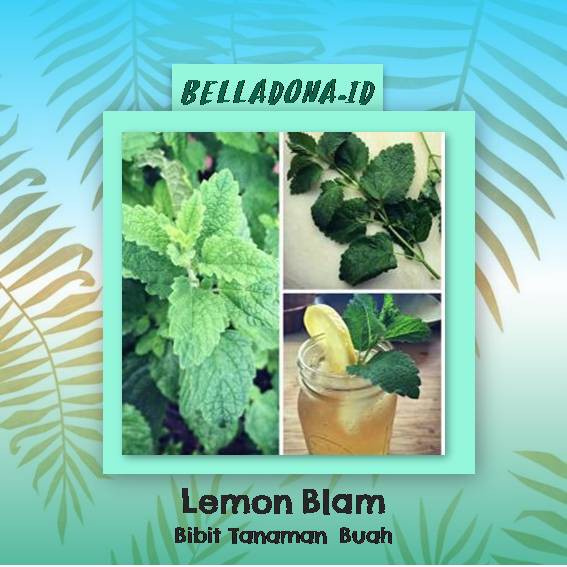 Jual Bibit Tanaman Obat Lemon Balm 30cm | Shopee Indonesia