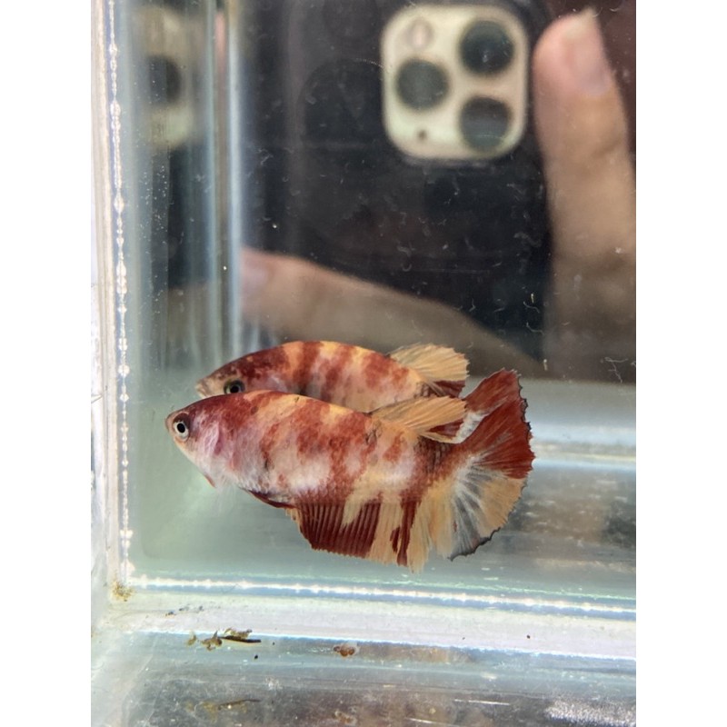 Cupang Female Nemo Leopard