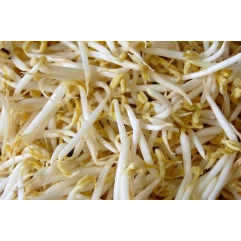 

Toge pendek 250gram-500gram-1000gram