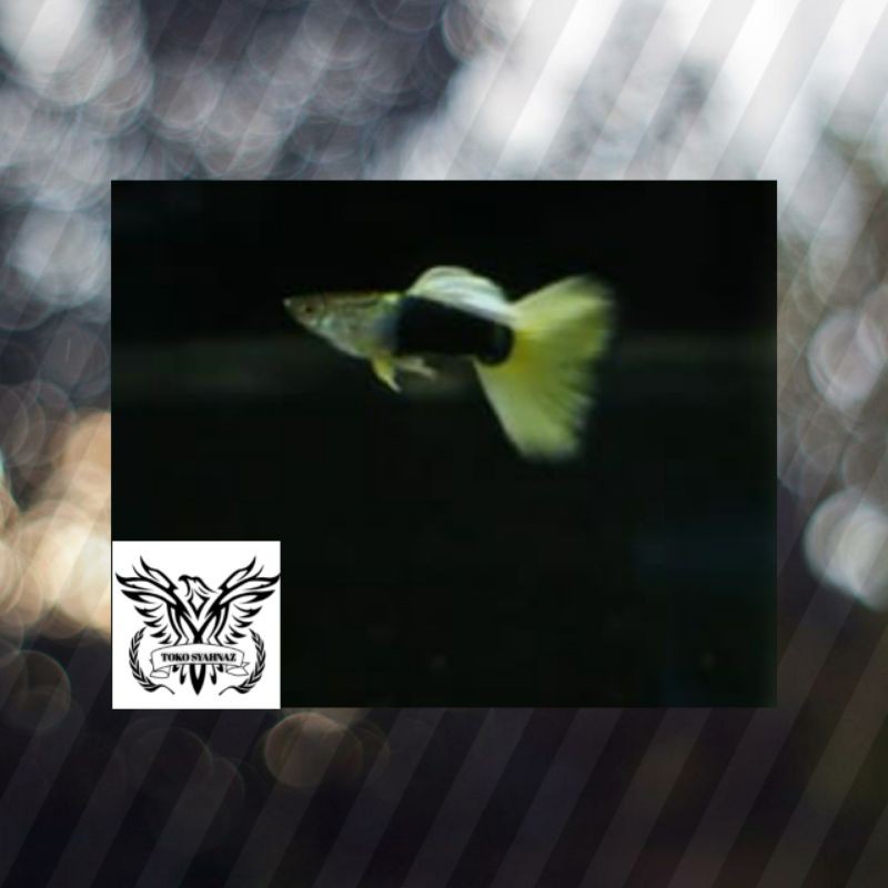 ikan guppy HB yellow ( 1 pasang )
