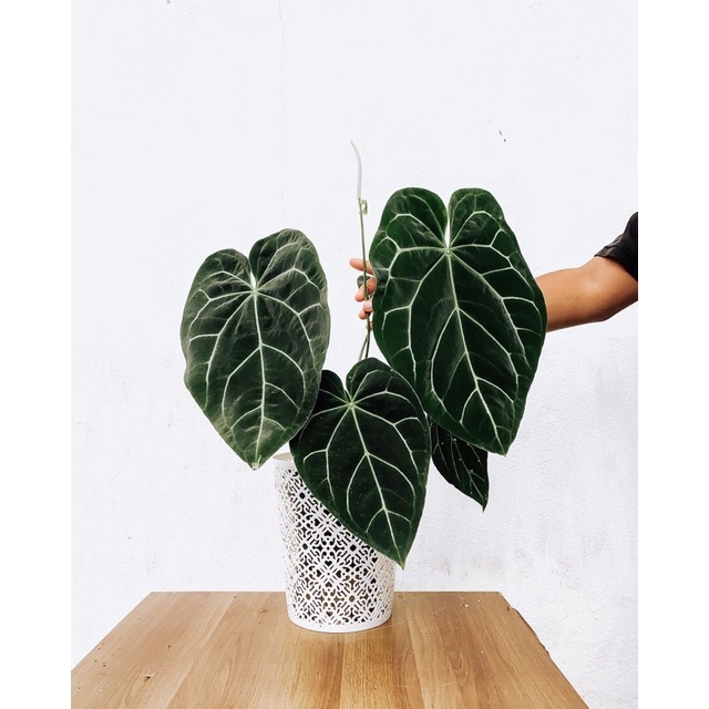 Tanaman Hias Kuping Gajah - Anthurium - Tanaman Hias Hidup - Bunga Hias - Bunga Hidup - Anthurium Ku