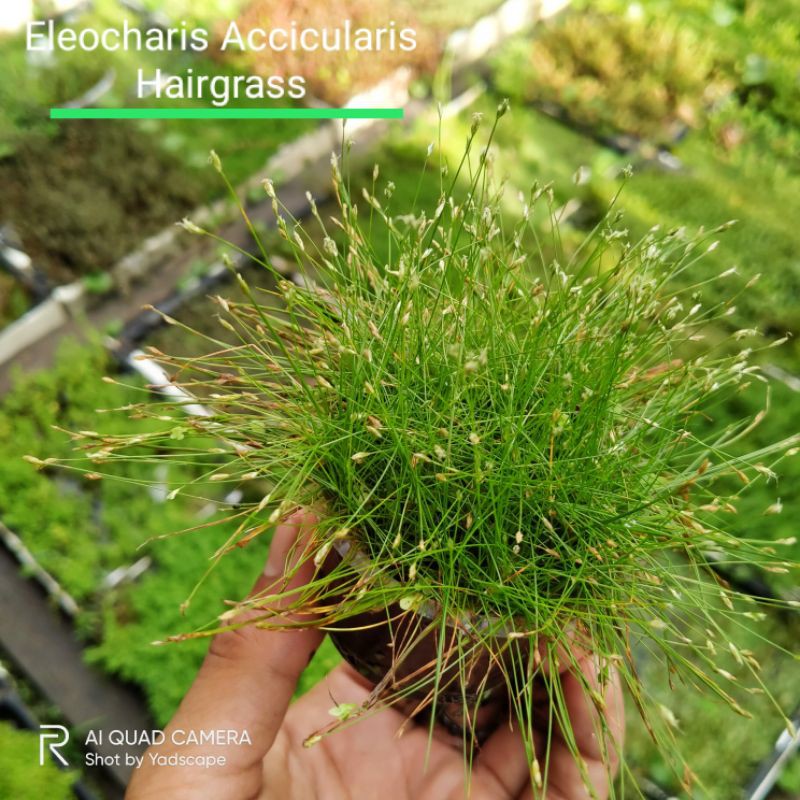 hairgrass,, tanaman aquascape,karpet aquascape