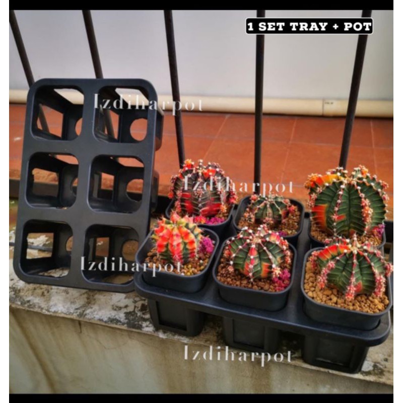 1 set Tray + pot bunga tanaman nkt kotak 8 cm | tray semai bibit