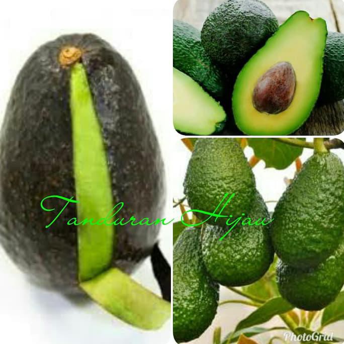 ASLI BIBIT BUAH ALPUKAT HASS AUSTRALIA TERBAIK