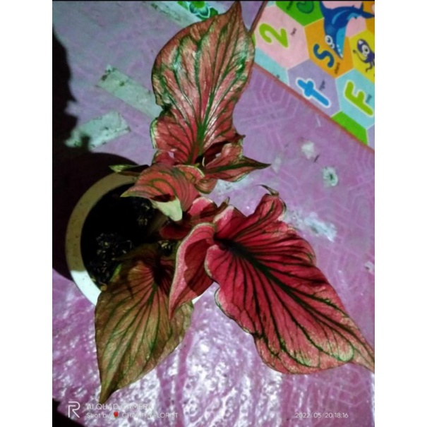 indukan Super Red Ceria