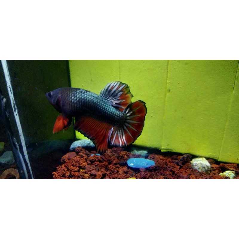 cupang plakat