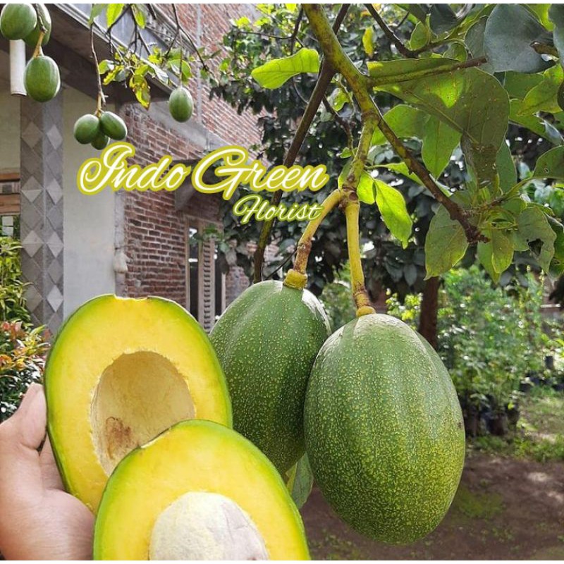 Bibit Alpukat Wina Super Jumbo/ Tanaman Buah Alpukat Wina/ Cepat Berbuah/Bibit Benih Alpukat/