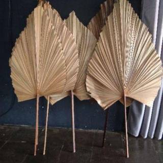  Daun Palem kering  40 cm 50 cm Dried Palm Leafs for 