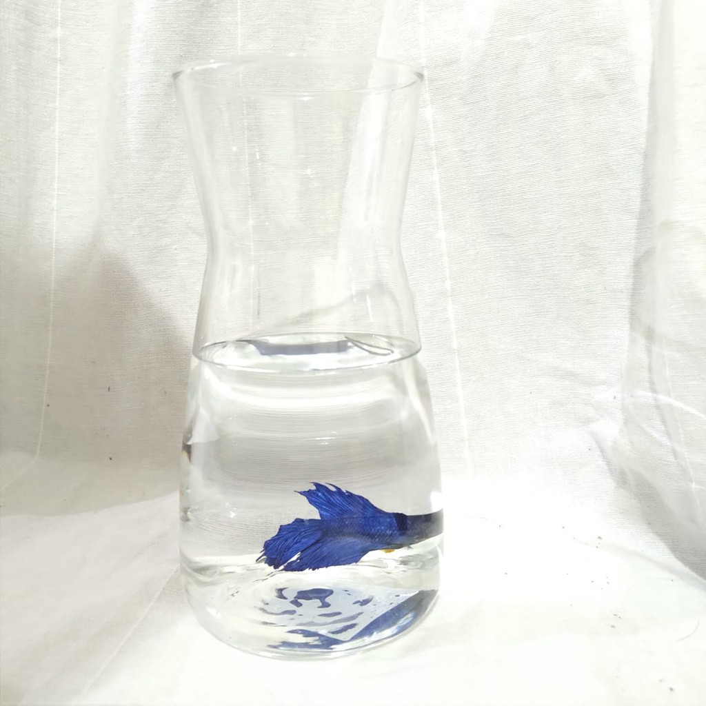 Akuarium Ikan Cupang Tempat Ikan Cupang Topless Cupang Hias