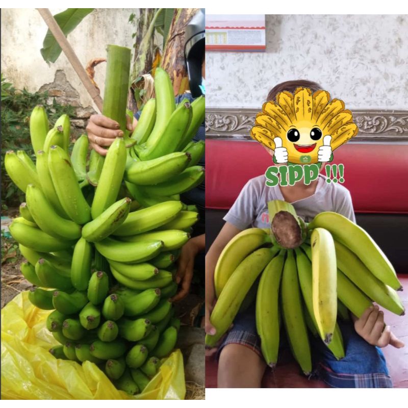 

pisang ambon